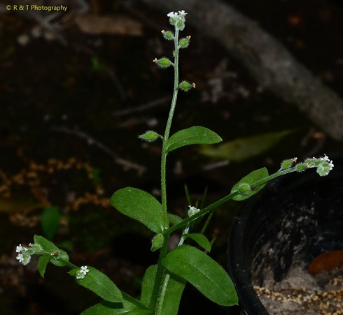 {Myosotis macrosperma}